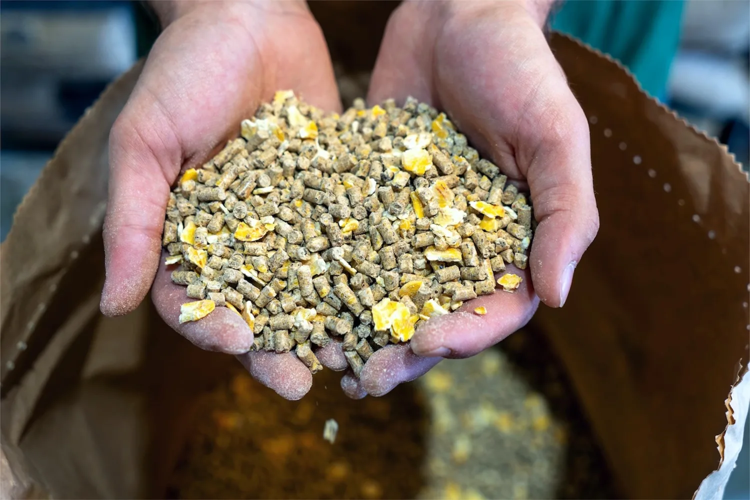 Dettaglio di mangime in pellet tra le mani mentre viene prelevato da una confezione